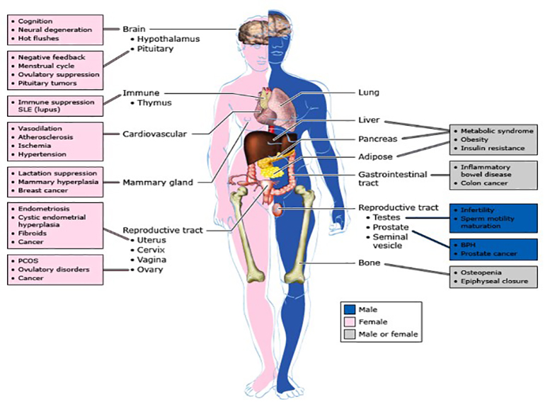 Illustration of male (blue) and female (pink) tissues and organ systems responsive to estrogens. Some clinical conditions, disorders, and diseases associated with females (pink boxes) or males (blue boxes) or conditions common to both sexes (gray boxes).